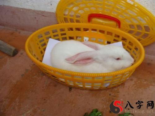 梦见兔子下兔崽子