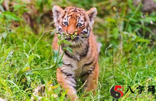 梦见自己躲老虎