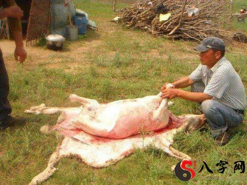 梦见别人宰羊流好多血