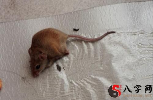 梦见老鼠往自己身上窜