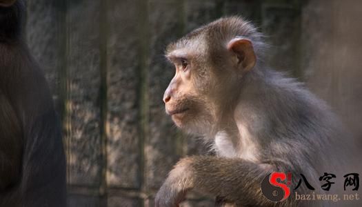 梦见猴子缠着我