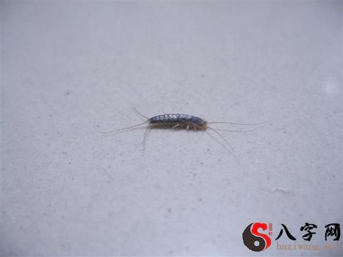 梦见小虫子爬在身上