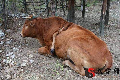 梦见黄牛拖棺材