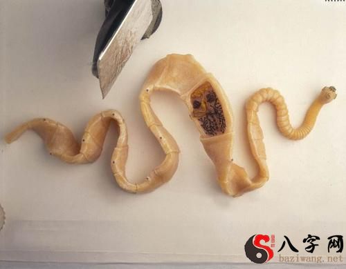 梦见厕所里很多蛆屎