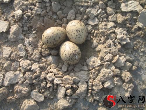 梦见捡了好多鸟蛋