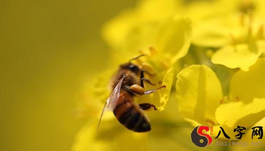 梦见自己被马蜂蛰