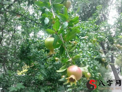 梦见水果树上结满了水果