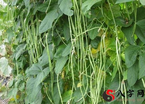 梦见结了好多豆角