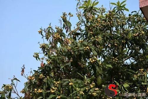 梦见树上结满果子