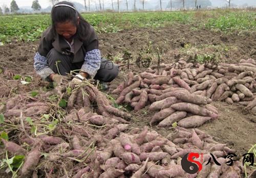 梦见在地里挖红薯