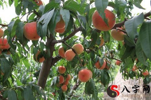 梦见树上都是桃子