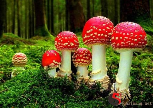 梦见在山中获得宝物