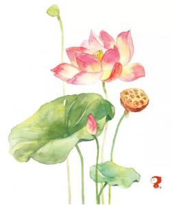 夏至节气中的植物明星